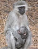 Monkey