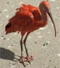 World of Birds