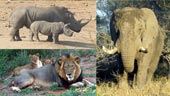 Wildlife